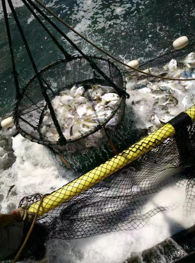 <a href=https://www.yangfanmesh.com/en/Aquaculture-Fishing-Farming-Net.html target='_blank'>fish farming cage</a>.jpg