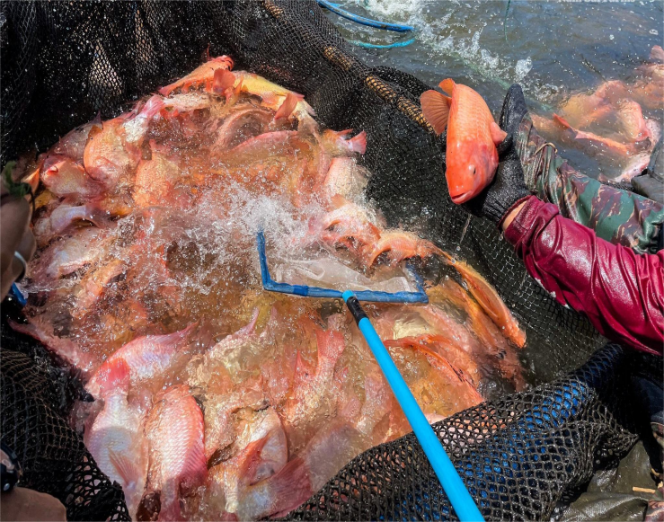 Tilapia Fish Cage Farming.png