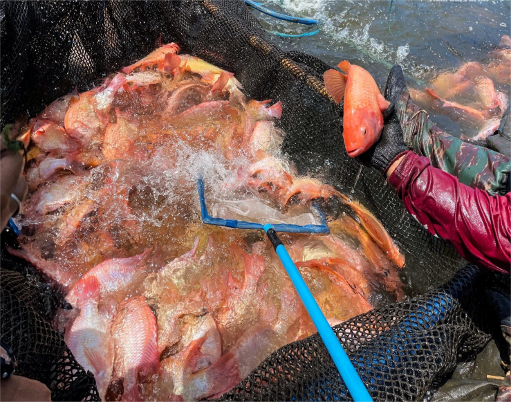 Red Tilapia <a href=https://www.yangfanmesh.com/en/Aquaculture-Fishing-Farming-Net.html target='_blank'>fish farming cage</a>.png