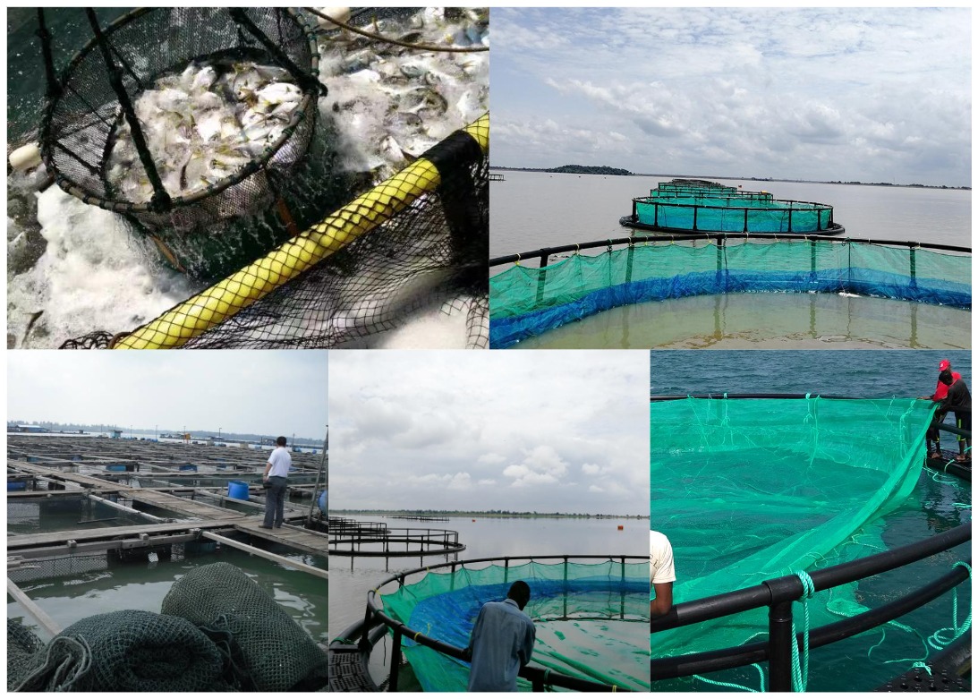 aquaculture cage net.jpg